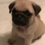 Pug