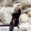 baby monkey knowledge of korea