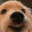 Cute puppydog