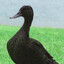 Mallard Luther King