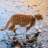 唯是秋风皆过客