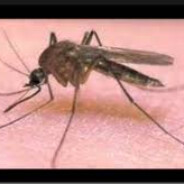 Mosquito