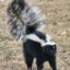 KURVA_SKUNKS