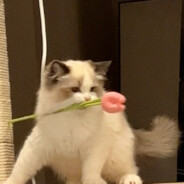 布响丸辣