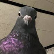 212th BPLT PVT PIGEON