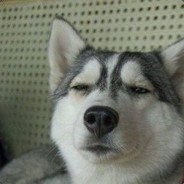 狗一样的发牌Yuan