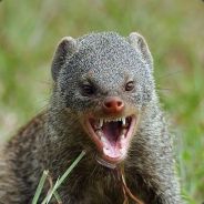monguz - steam id 76561197970978282