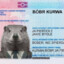 Bóbr kurwa! Ja pierdole!