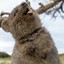 Fhd. Quokka