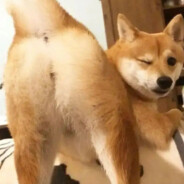 找不到路的菜鸟