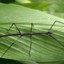 stickbug