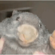 Sliches