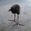 That Freaking Bird That I Hate