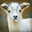Majestic Goat
