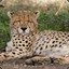 Resting Cheetah