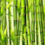 bamboo