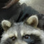 Raccoon