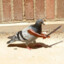 POMBO MATADOR