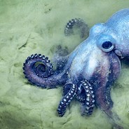 Octopus.