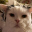 BarkingCat