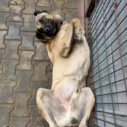 Sanayi Köpeği CENGO