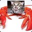 kittenlobster