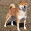 ShibaTheDoge | :3