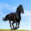 Horse #1
