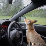 THCfox