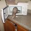 ferretinmicrowave