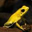 Phyllobates terribilis