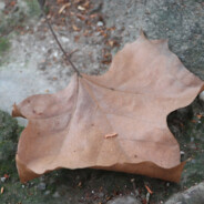 你可以永远相信spinx