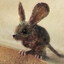 Muad'Dib