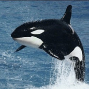 KillerWhale