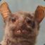 kat kat the amazing bat