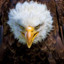 Eagle (Jalopy Eater)