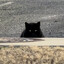 虚空猫 #BanGraves