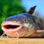 Fishcat_boi