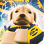 Cachorrao
