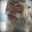 Monkey Great Grandfather 123