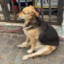 el perro guaton