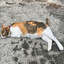 清蒸