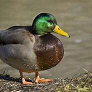 a duck