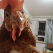 含斤量很高的叽叽。