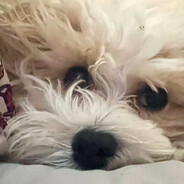 纯真可爱的苍蝇头