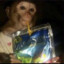 Capri-sun monkey