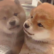 大肠杆菌拌饭!!