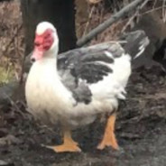 POTATO2123 avatar