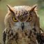 owls8521