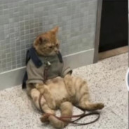 吾之双手即汝之奶罩